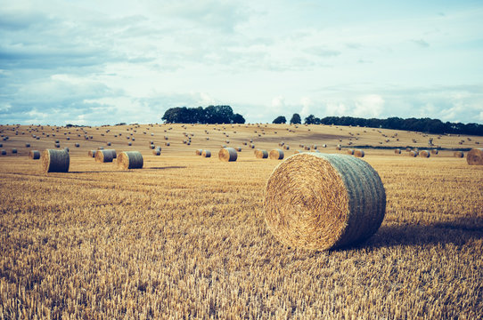 Wide field with straw bales