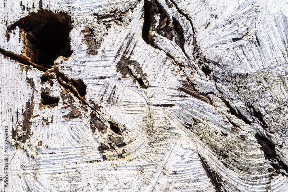 Poster stump of tree felled - section of the trunk with annual rings painted white. slice wood. wood textur