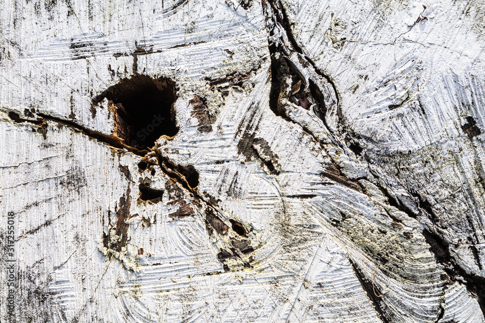Poster stump of tree felled - section of the trunk with annual rings painted white. slice wood. wood textur