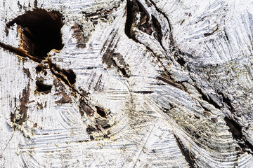 Stump of tree felled - section of the trunk with annual rings painted white. Slice wood. Wood...