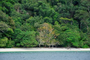 Green forest near the beach