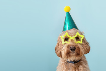 Cute dog wearing party hat and glasses