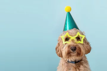 Zelfklevend Fotobehang Schattige hond met feestmuts en bril © Ruth Black