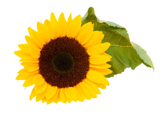 Beautiful sunflower (Helianthus annuus) isolated on white background, inclusive clipping path and without shadow.
