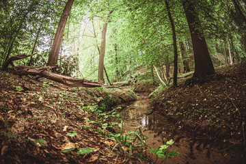 Bachlauf Wald