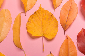 Background group autumn orange, green, yellow and brown leaves. with the heart shape cut out in the middle on pink background. Studio shoot. View from above. Horizontal orientation. Copy space