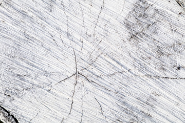 Stump of tree felled - section of the trunk with annual rings painted white. Slice wood. Wood texture abstract nature background with line cracked patterns 