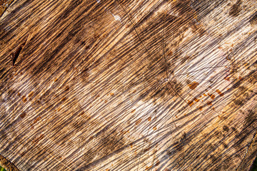 Stump of tree felled - section of the trunk with annual rings painted white. Slice wood. Wood...