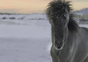 Beautiful Icelandic young foal in Icelandic winter