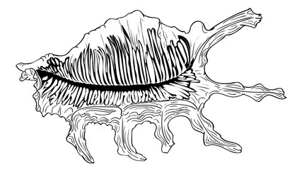 Decorative seashell design