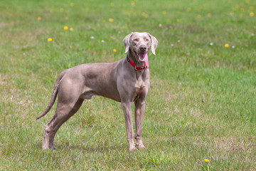 weimaraner on a meadow on a bright summer day