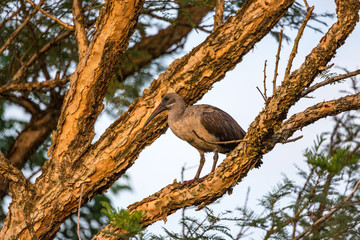 Hadada ibis (Bostrychia hagedash) on a tree in the morning light, South Africa