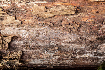 Old Wood Tree Texture Background Pattern Wallpaper