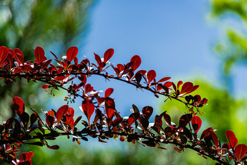 Beautiful lilac foliage on curved branches of barberry Berberis thunbergii Atropurpurea on blurred background of red leaves of plant. Selective focus. Nature concept for design.