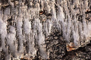Old Wood Tree Texture Background Pattern Wallpaper