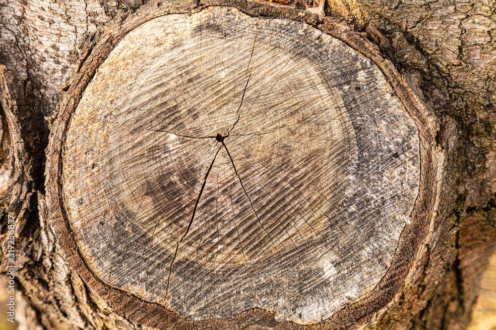 Poster stump of tree felled - section of the trunk with annual rings. slice wood. wood texture abstract nat