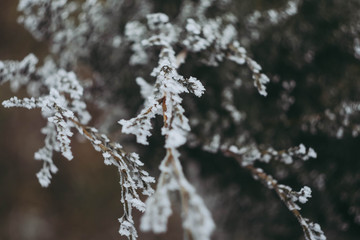 Winter landscape wallpaper. Vertical orientation. Snow cover on bush and tree. Frozen branches. White color background.
