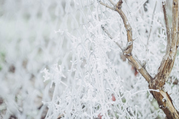 Winter landscape wallpaper. Vertical orientation. Snow cover on bush and tree. Frozen branches. White color background.