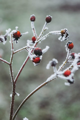 Close up frozen rose hip. Winter plants wallpaper. Red and white colors. Snow cover 