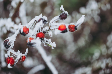 Close up frozen rose hip. Winter plants wallpaper. Red and white colors. Snow cover 