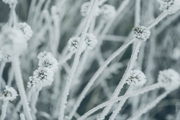 Winter landscape wallpaper. Copy space. Snow cover on bush and tree. Frozen branches. White color...