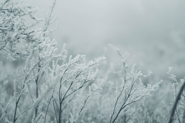 Winter landscape wallpaper. Copy space. Snow cover on bush and tree. Frozen branches. White color background.