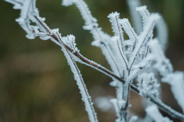 Winter landscape wallpaper. Vertical orientation. Snow cover on bush and tree. Frozen branches. White color background.