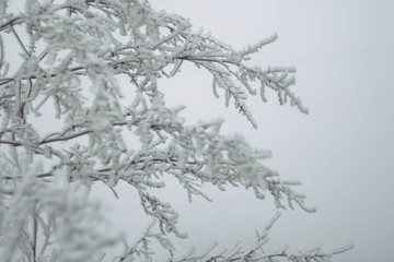 Winter landscape wallpaper. Copy space. Snow cover on bush and tree. Frozen branches. White color background.