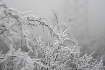 Winter landscape wallpaper. Copy space. Snow cover on bush and tree. Frozen branches. White color...