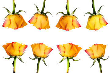 yellow roses isolate on a white background, place for text