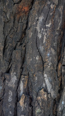 surface texture of mahogany bark