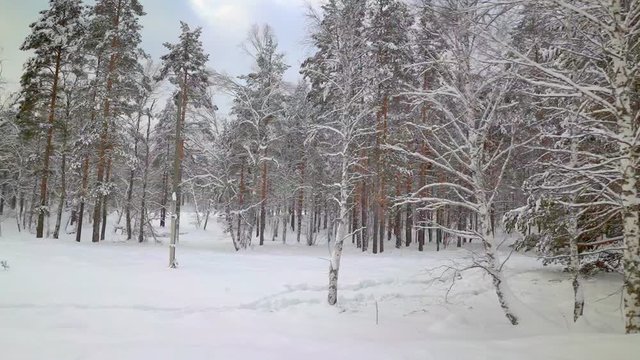 Beautiful snowy winter nature