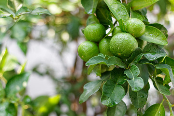 The kaffir lime tree is dense. Fresh bergamot fruits on bergamot tree. The result is a sphere.