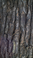 surface texture of mahogany bark