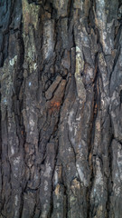 surface texture of mahogany bark