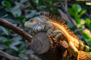 Iguana