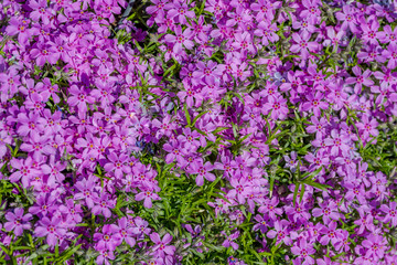 Purple flowers with green plants. Natural texture