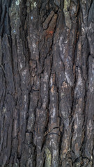 surface texture of mahogany bark