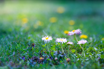 White daisy flowers on blurred nature background. Natural colors and light. Spring summer nature concept, bright love background