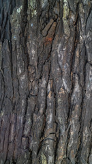 surface texture of mahogany bark