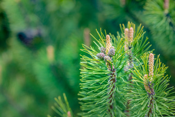 Closeup photo of green needle pine tree on the right side of picture. Small pine cones at the end of branches. Blurred pine needles in background