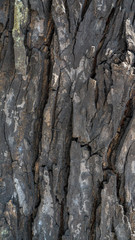 surface texture of mahogany bark