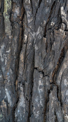 surface texture of mahogany bark