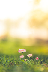 Beautiful nature closeup meadow flowers, blurred natural background, forest in soft sunlight....