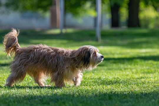 Healthy purebred dog photographed outdoors in the nature on a sunny day.