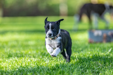 Little Border Collie puppy sitting running playing in the garden. Outdoor dog portrait