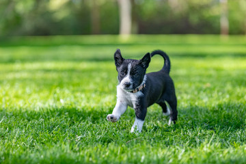 Little Border Collie puppy sitting running playing in the garden. Outdoor dog portrait