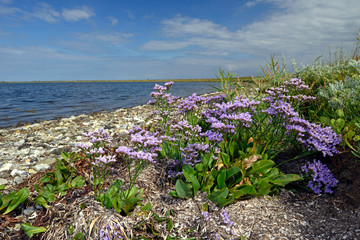 sea-lavender / Strandflieder (Limonium vulgare) am Spülsaum der Orther Bucht - Krummsteert, Fehmarn