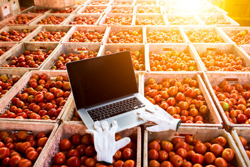 Tomato Marketing Auditing View, How to use the internet to inspect the web