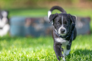 Little Border Collie puppy sitting running playing in the garden. Outdoor dog portrait